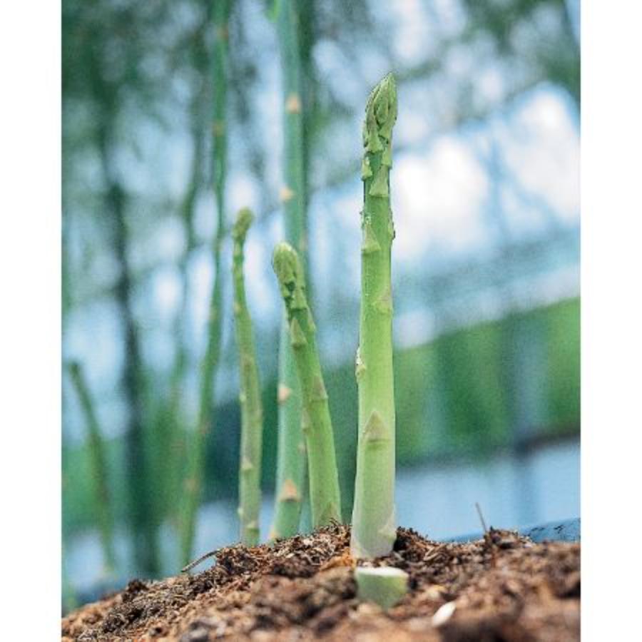 「アスパラガス」香川県オリジナル品種“さぬきのめざめ“夏芽6月~9月出荷700g Lサイズ