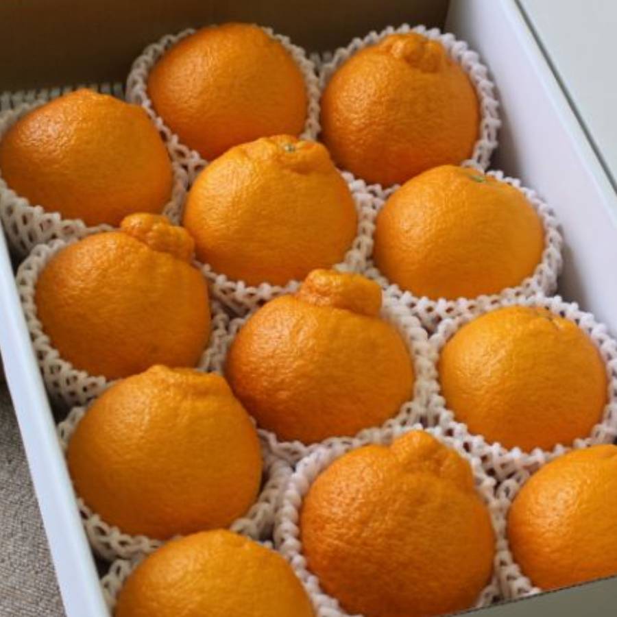 「しらぬい」秀品（2L～4L）3kg（8～10個)