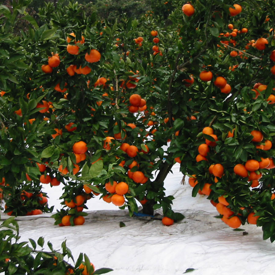 小原紅早生みかん4.8kg