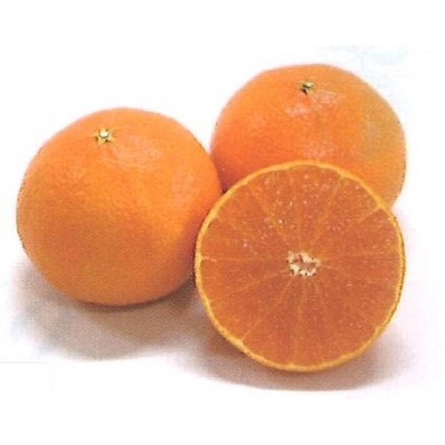 愛媛県産「紅プリンセス」L～3Lサイズ　2.5kg