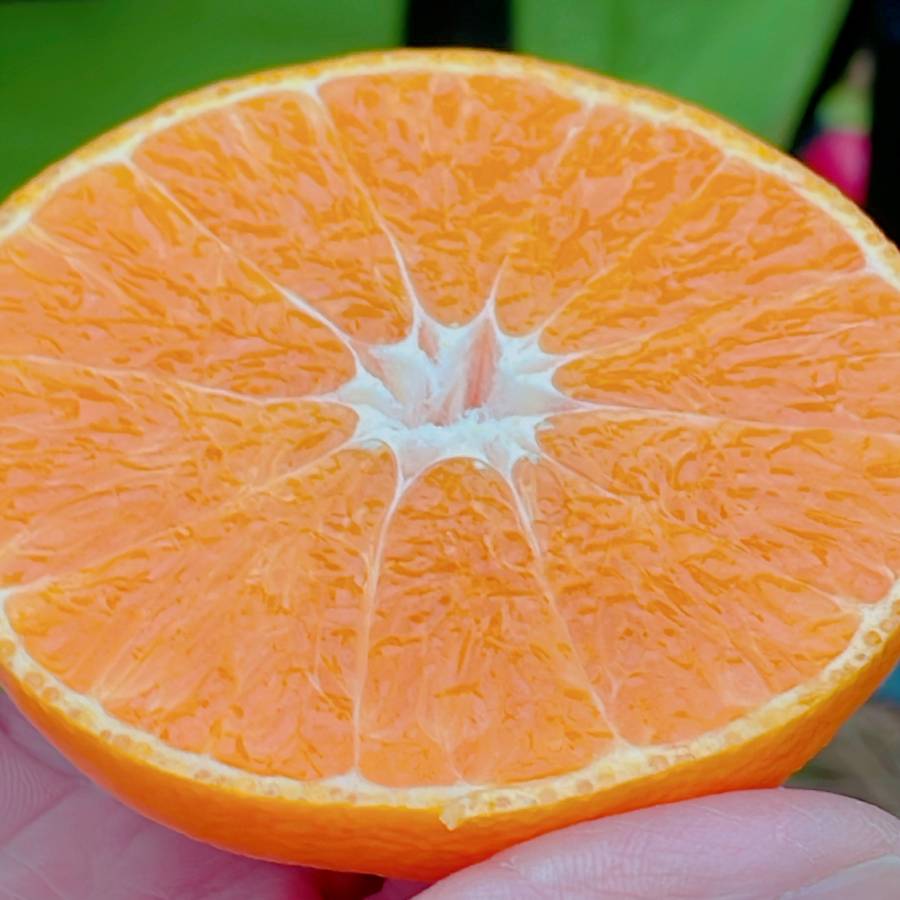 愛媛県産「紅プリンセス」L～3Lサイズ　2.5kg