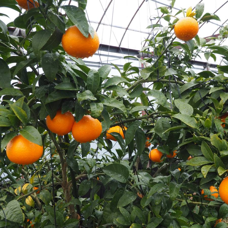 愛媛県産「紅プリンセス」L～3Lサイズ　2.5kg