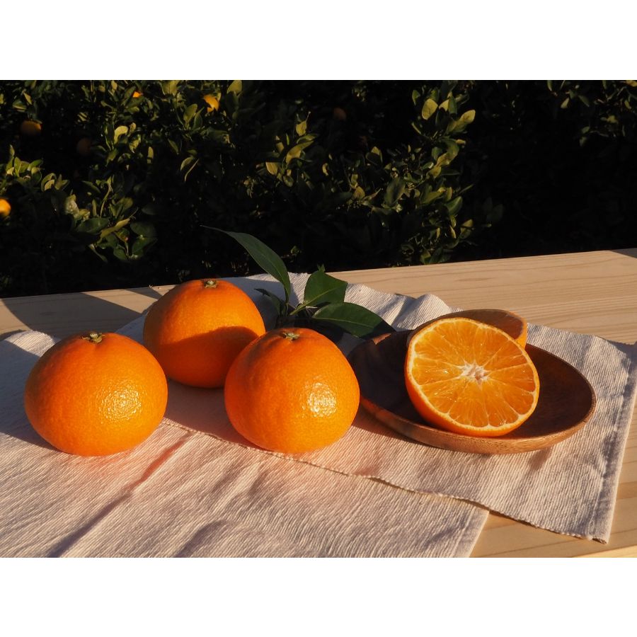 愛媛県産「紅まどんな」2L～3Lサイズ　5～6個