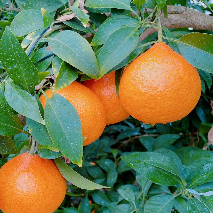 ＜愛媛県産＞「紅プリンセス」2L～3Lサイズ　5～6個　