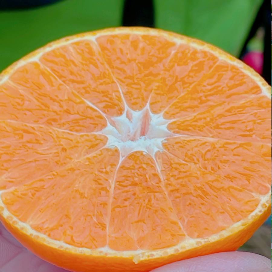 ＜愛媛県産＞「紅プリンセス」2L～3Lサイズ　5～6個　