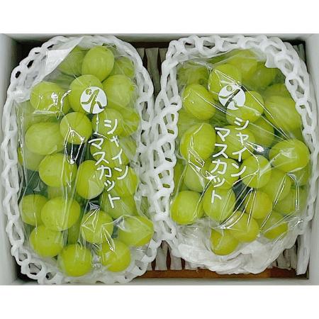 ＜愛媛県産＞「道後物語」シャインマスカット2房　計1kg