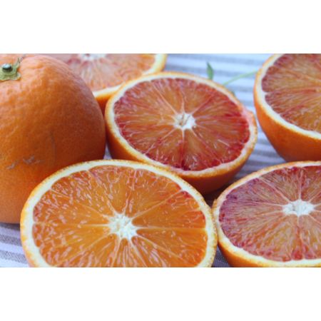 ＜ホリ田ヤ＞ A品「ブラッドオレンジ」（8玉～12玉）2.5kg