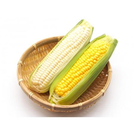 ＜宇和島青果＞ホワイトコーン＆とうもろこし各5本（計10本）