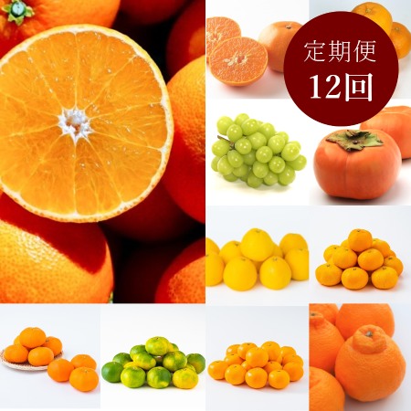 ＜宇和島青果＞「紅まどんな入り」柑橘定期便１２回