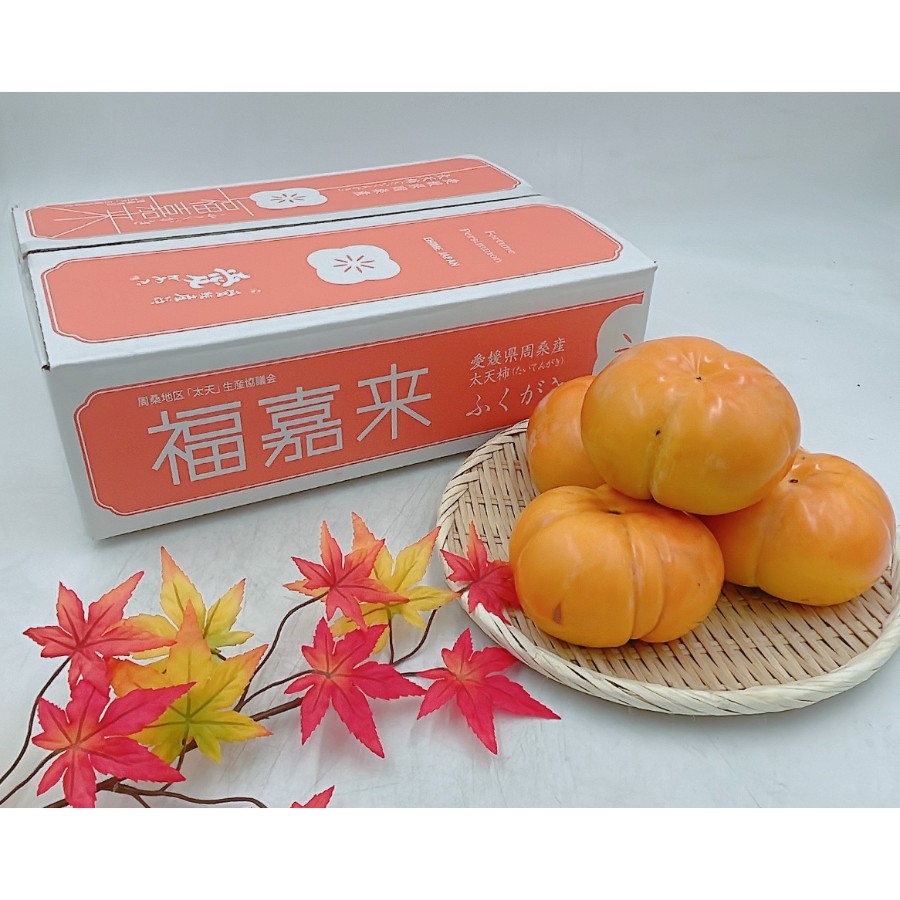 愛媛県産「太天柿」秀品　6～8玉