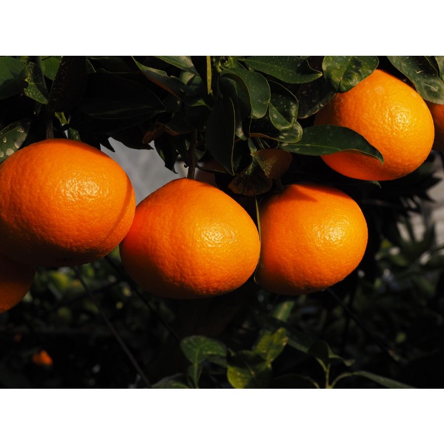 愛媛県産「紅まどんな」赤秀 2L~4Lサイズ8~12個