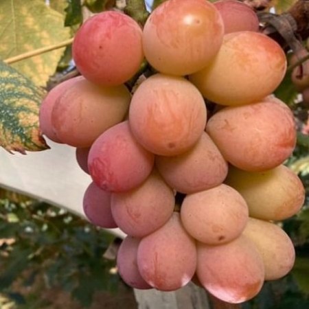 ＜戸田果樹園＞クイーンニーナ2kg(3～4房)
