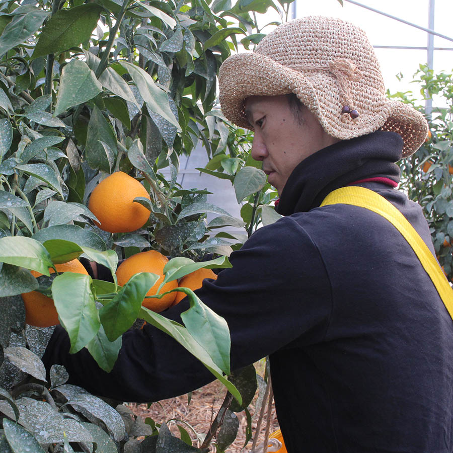 愛媛県産 温州みかん 果実3kg