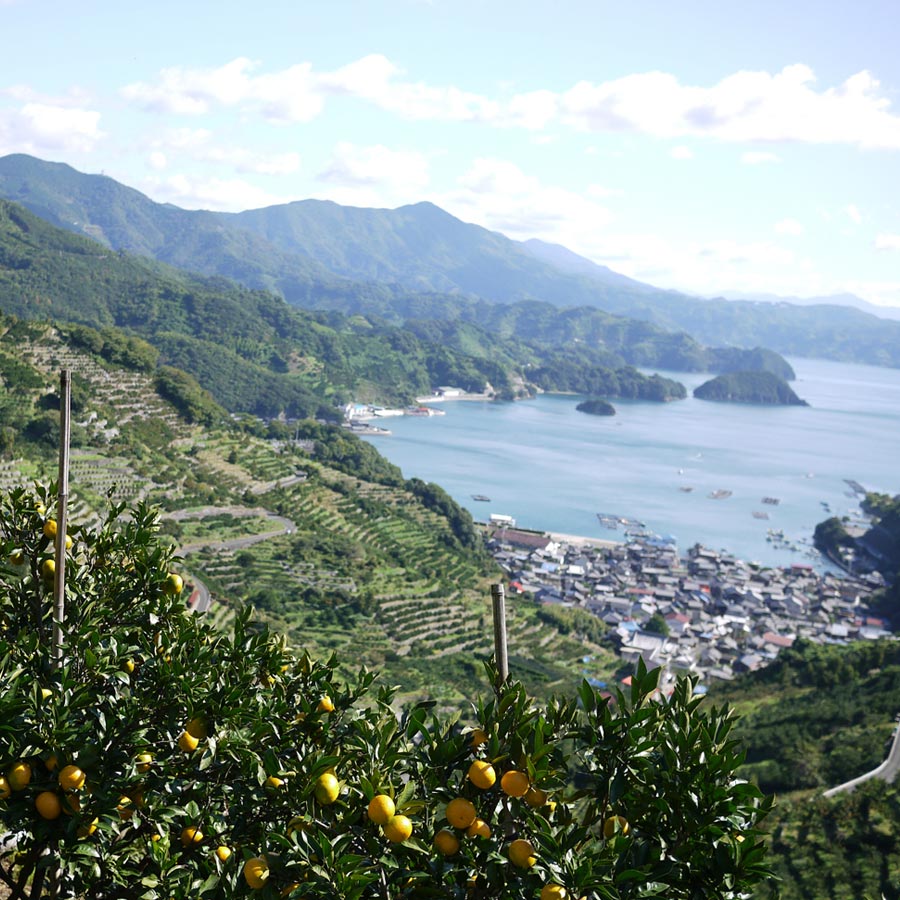 <無茶々園>見た目は悪いが味は絶品 温州みかん7kg