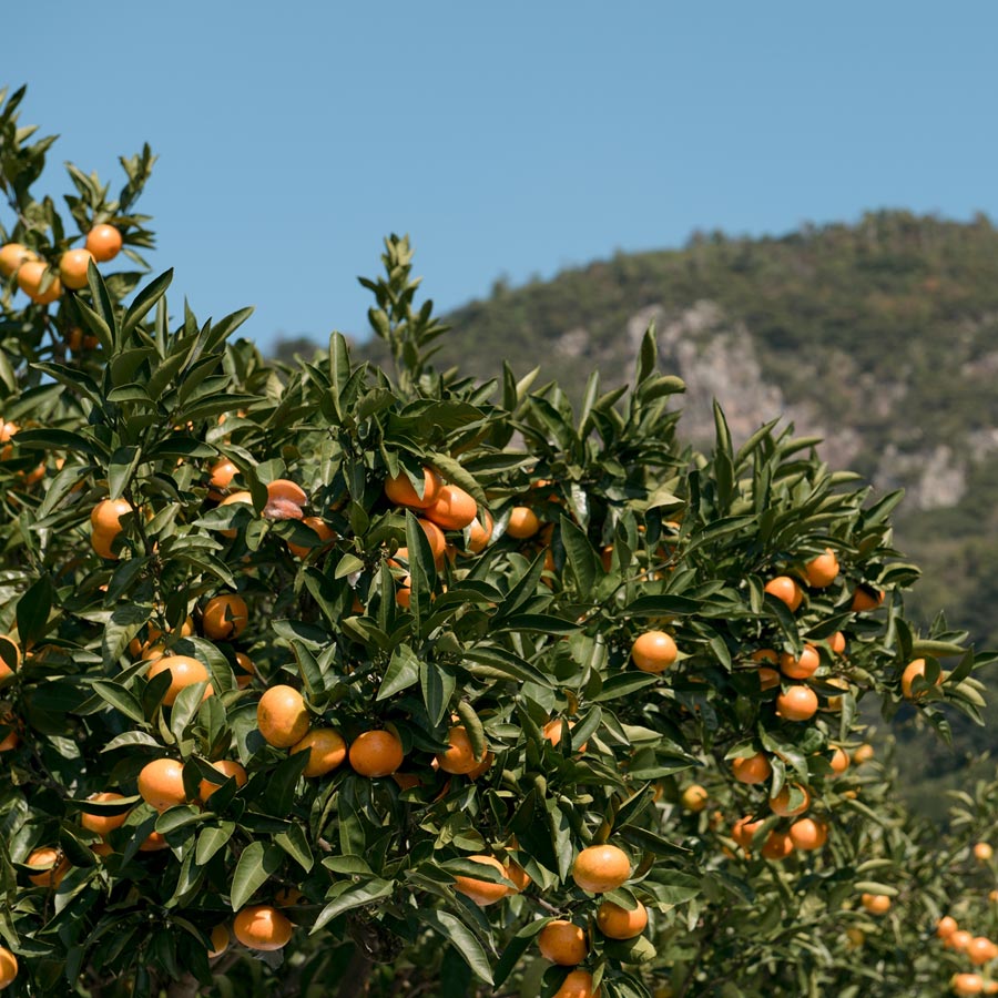 <無茶々園>見た目は悪いが味は絶品 温州みかん10kg
