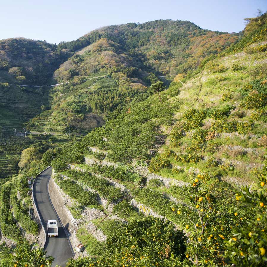 <無茶々園>見た目は悪いが味は絶品 温州みかん10kg