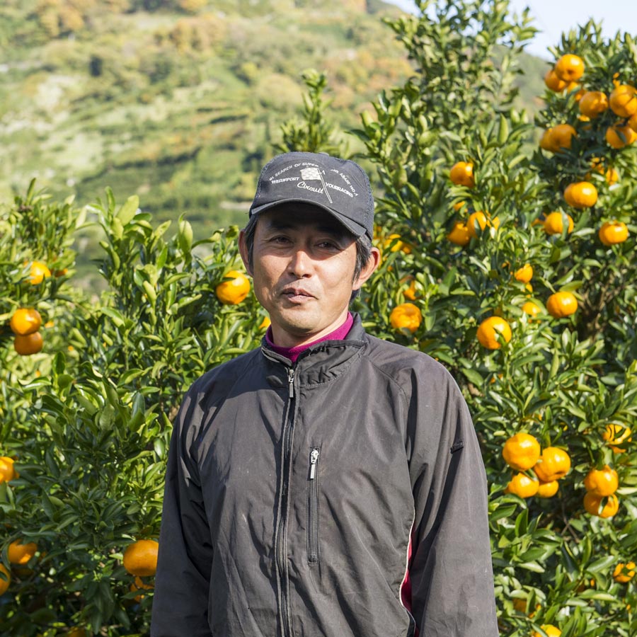 <無茶々園>見た目は悪いが味は絶品 温州みかん10kg
