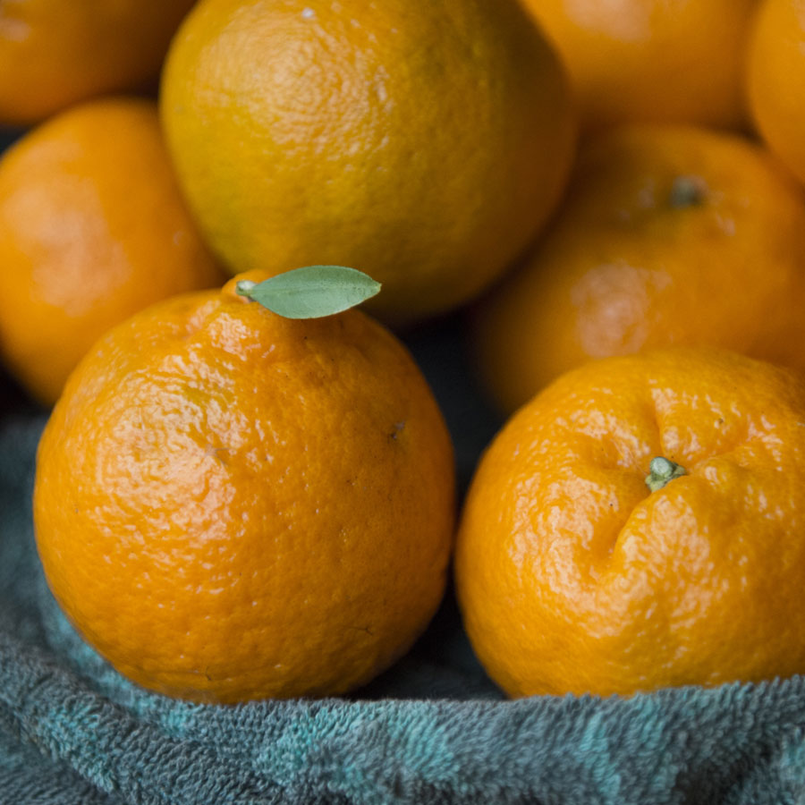 ＜無茶々園＞ポンカン7kg