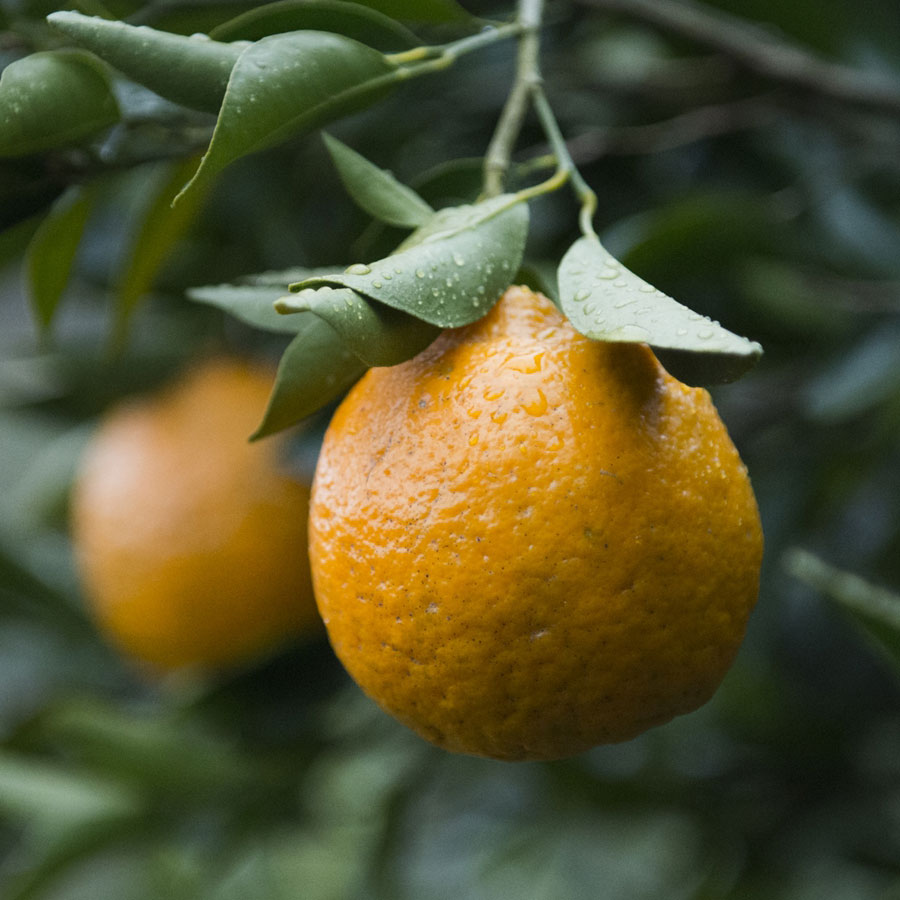 ＜無茶々園＞ポンカン10kg