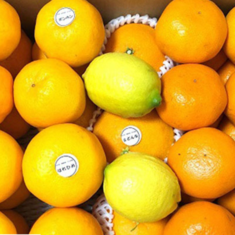 ＜清家ばんかんビレッジ＞柑橘詰合せ「まどんな」入り　その他おまかせ（M～3Lサイズ）3kg