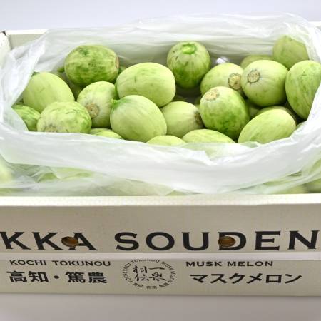 ＜一果相伝＞『つるかめろんの玉子』(摘果メロン)10kg