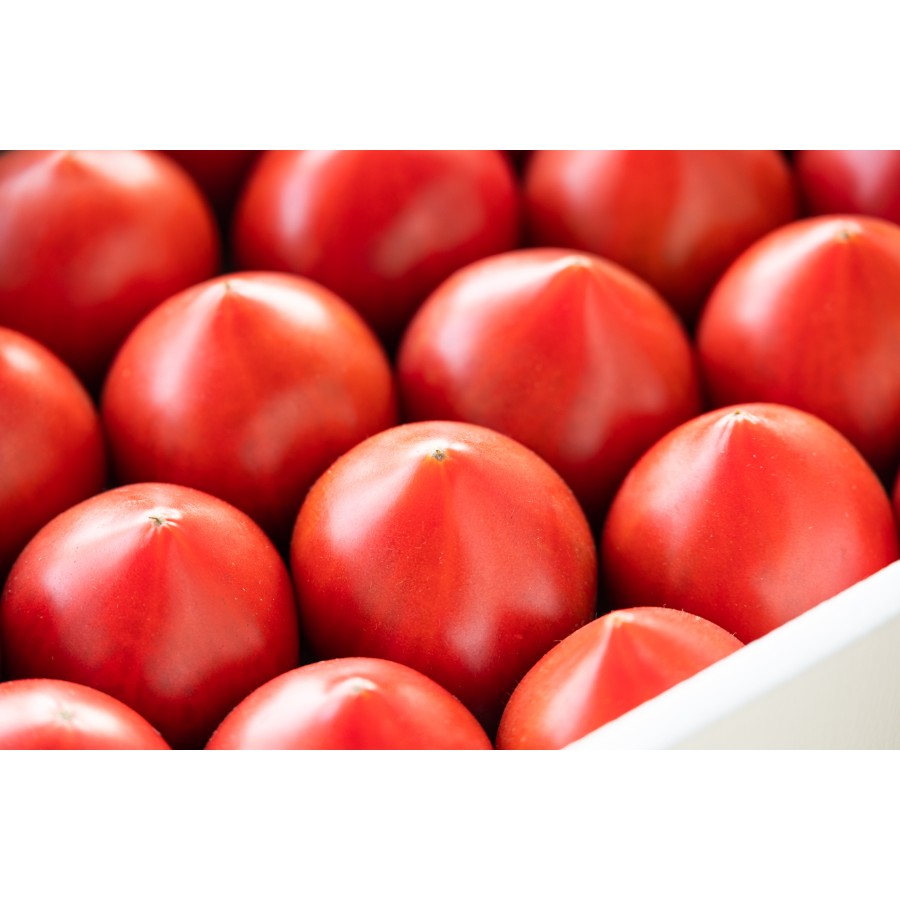 <うしの恵 眞嶋農園>フルーツトマト化粧箱入1.5kg