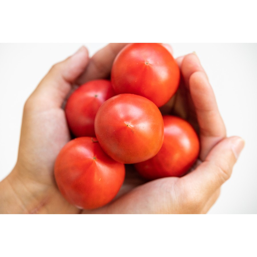 <うしの恵 眞嶋農園>フルーツトマト化粧箱入1.5kg