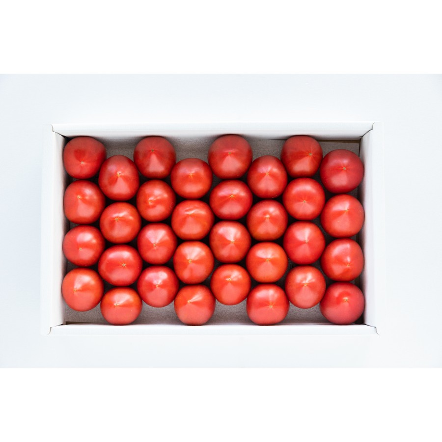 <うしの恵 眞嶋農園>フルーツトマト化粧箱入1.5kg