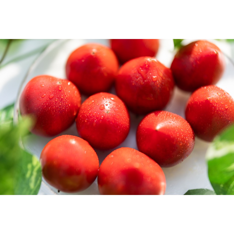 <うしの恵 眞嶋農園>フルーツトマトセット1kg(500g×2)