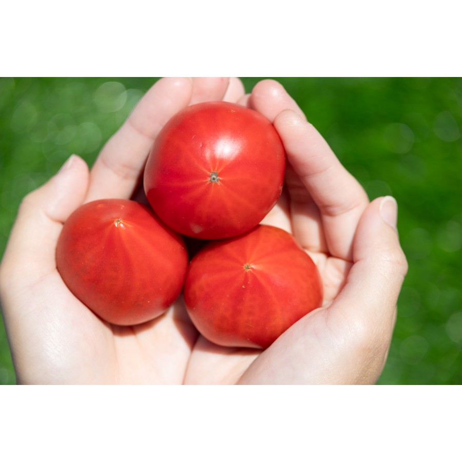 【もったいない!を食べよう】<うしの恵 眞嶋農園>フルーツトマト家庭用3kg