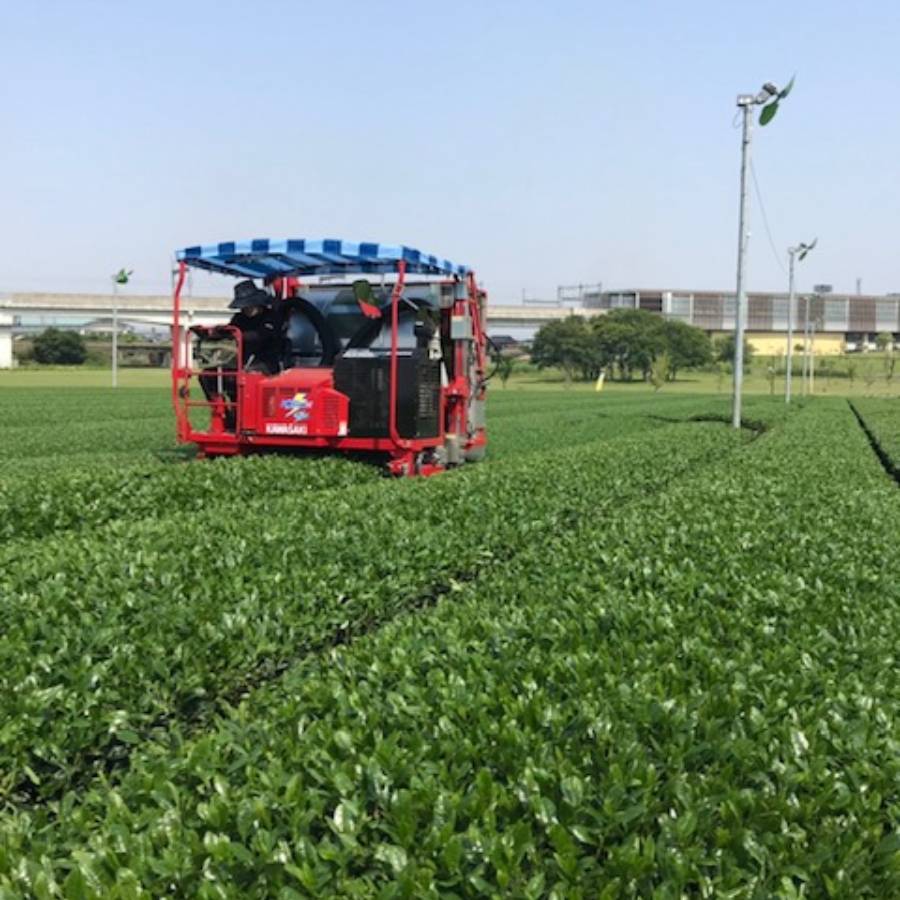 ＜熊谷光玉園＞八女茶詰合せ100ｇ×5