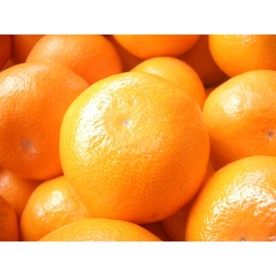 <南国フルーツ株式会社>八女産みかん2kg(サイズ:S~L)