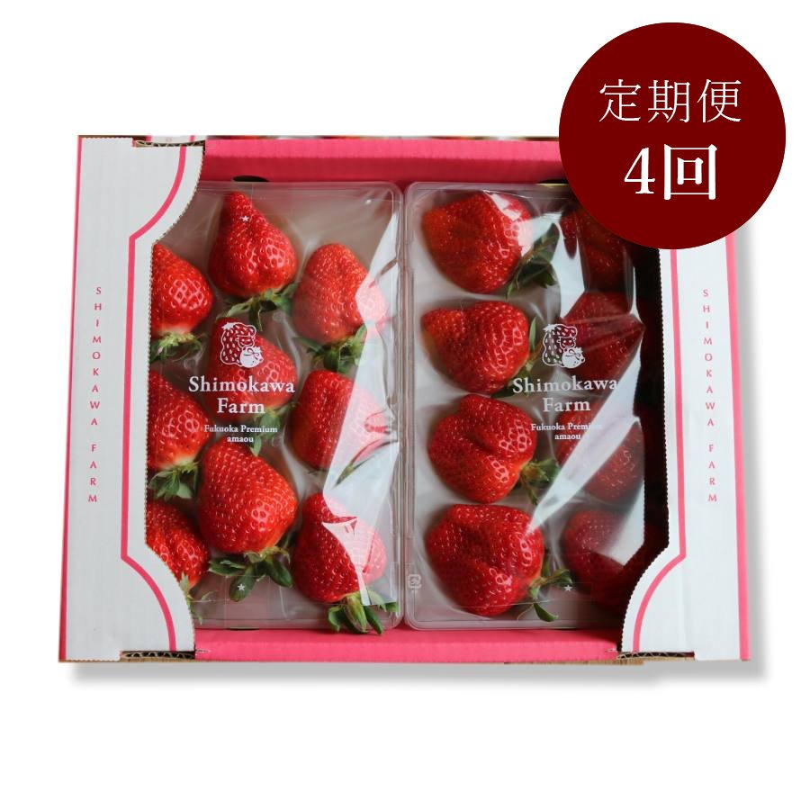 ＜下川農園＞濃厚完熟あまおう（特選）２５０ｇ×２パック【12月～3月お届け：4ヵ月定期便】