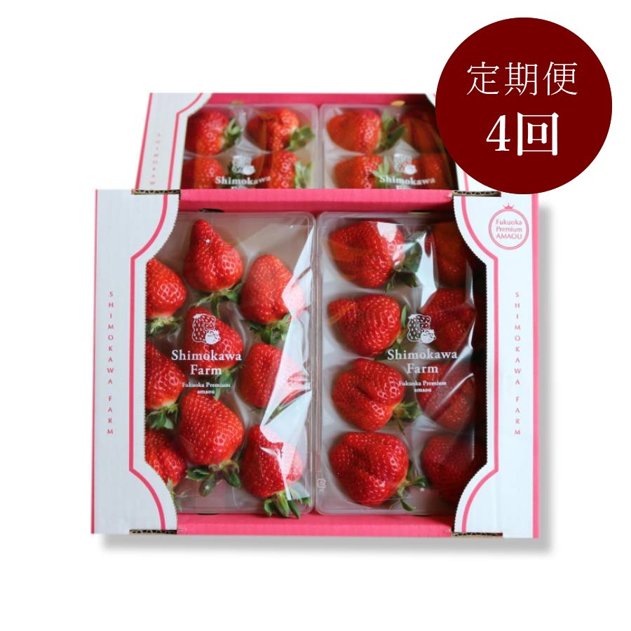 ＜下川農園＞濃厚完熟あまおう（特選）２５０ｇ×４パック【12月～3月お届け：4ヵ月定期便】