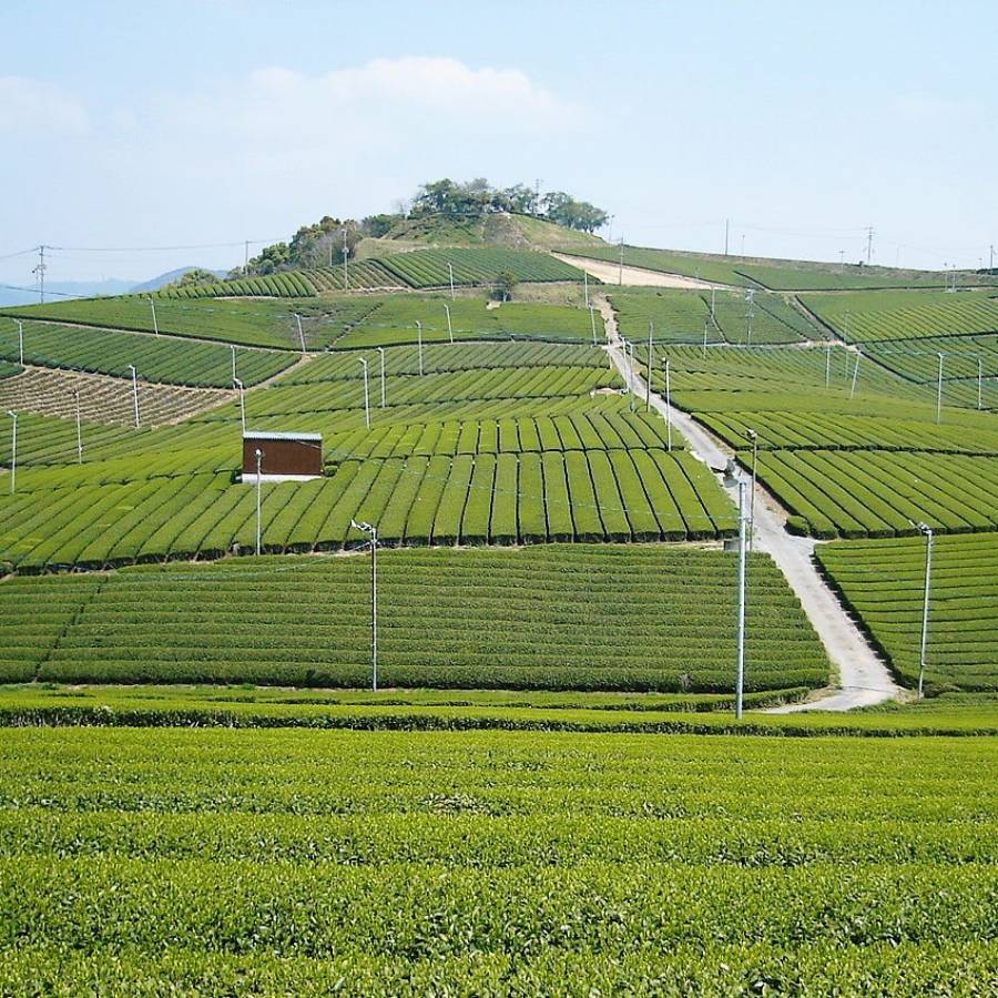 「つじ野八女茶詰合せ」深むし茶・玉露・煎茶 各80ｇ