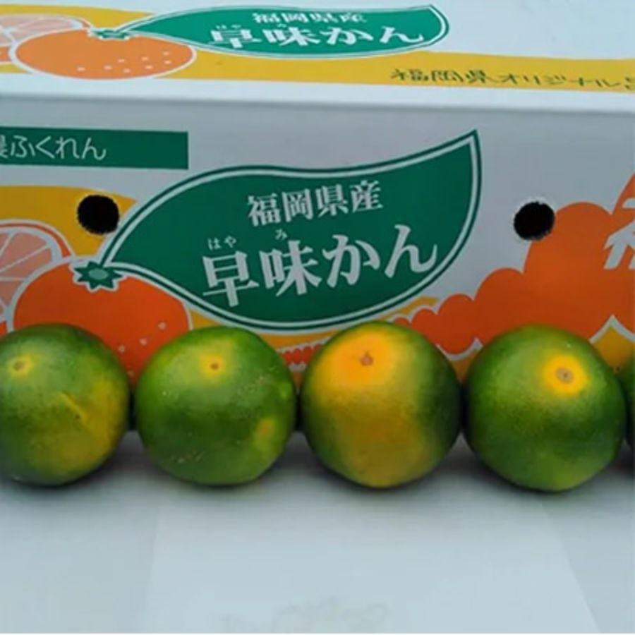 ＜岩田屋本店･南国フルーツ＞福岡県産早みかん2.5kg