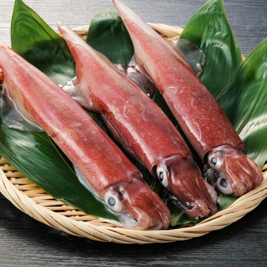長崎県産 極鮮ヤリイカ 500g(2～4匹)