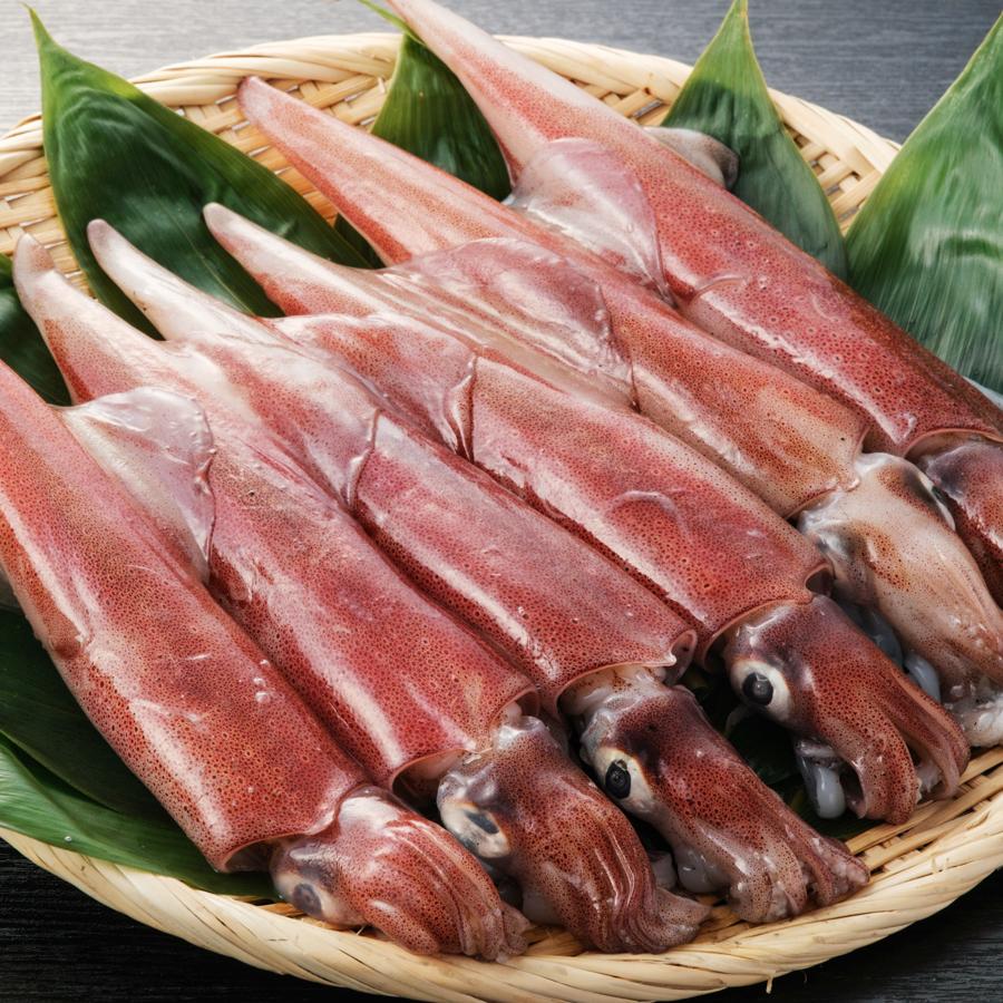 長崎県産 極鮮ヤリイカ 1kg(4～8匹)