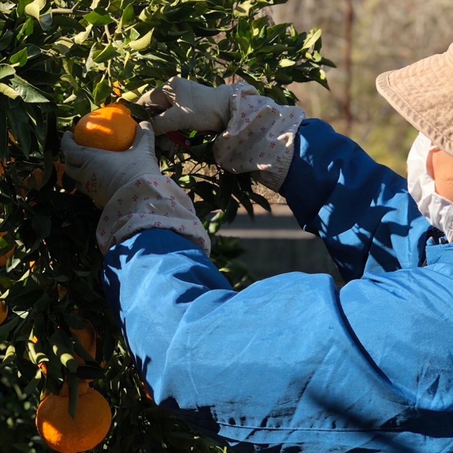 あまくさ不知火 2.5kg(9~12玉)(貯蔵)