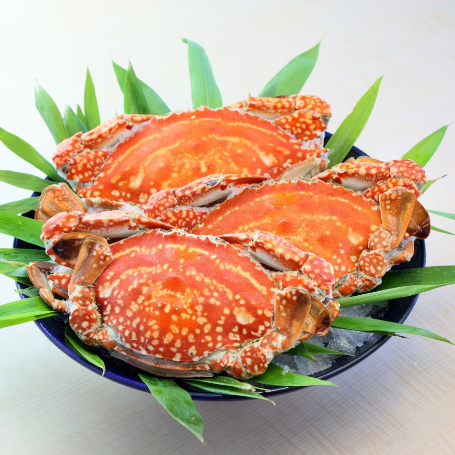 ＜天草FOOD LAB＞渡り蟹 （雌のみ3杯） 1杯300～350g（3杯合計1kg以上）