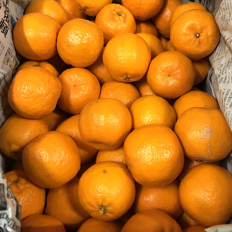 ポンカン 4kg 25～30玉入り