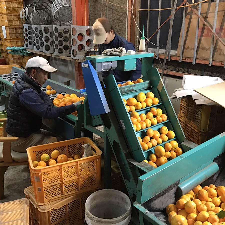 ポンカン 4kg 25～30玉入り