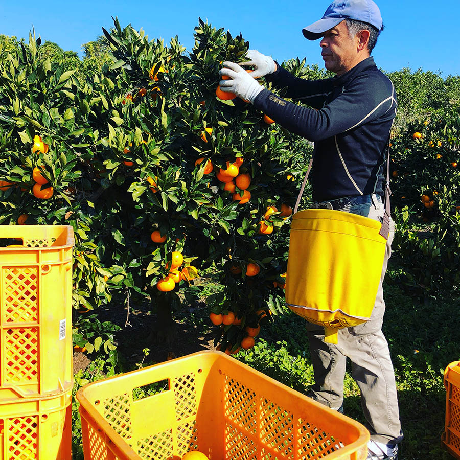 ポンカン 4kg 25～30玉入り