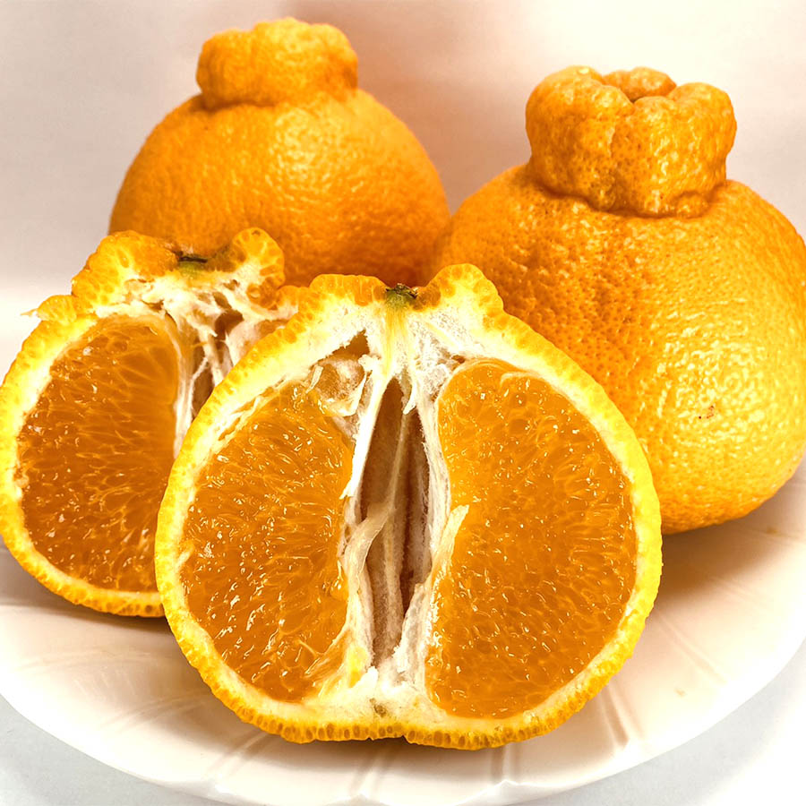 旬の柑橘詰め合わせセット