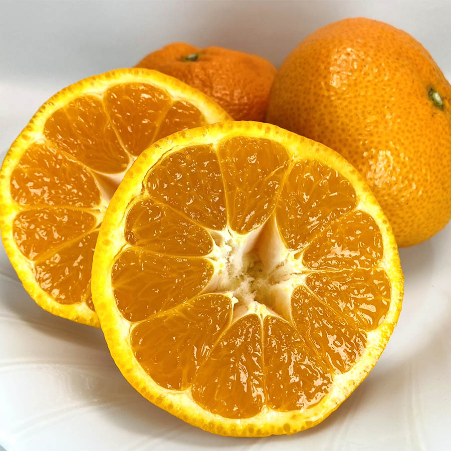 旬の柑橘詰め合わせセット