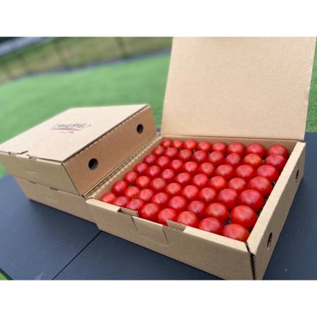 まごころミニトマトの宝石箱　1.7キロ×3箱