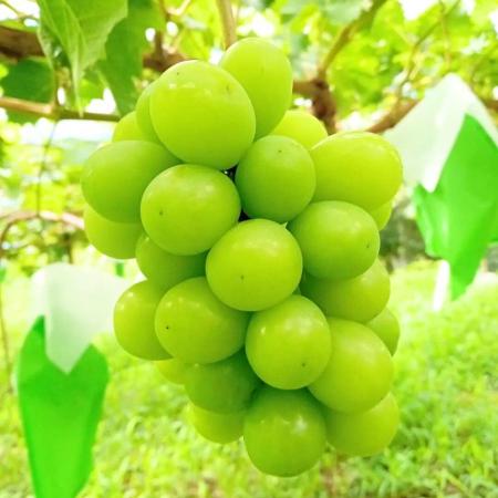 ＜キリタニ農園＞朝採れ　シャインマスカット（ご家庭用） 2kg（4～8房）