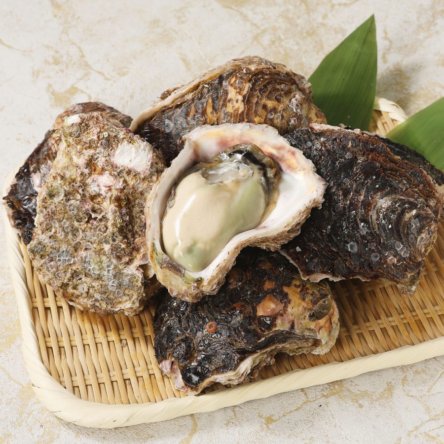 延岡産天然岩牡蠣（加熱用）『ひむかの恵』大サイズ１０個