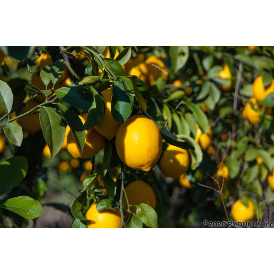 宮崎県産 マイヤーレモン(5kg:段ボール入り)