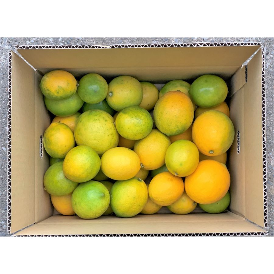 宮崎県産 マイヤーレモン(5kg:段ボール入り)